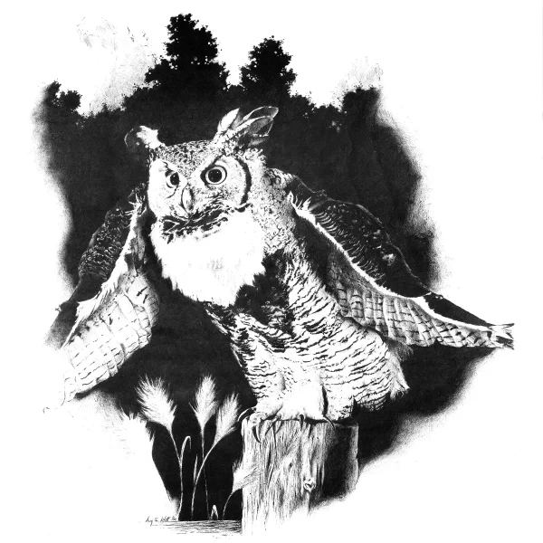 Great Horned Owl Drawing in Bic Pen