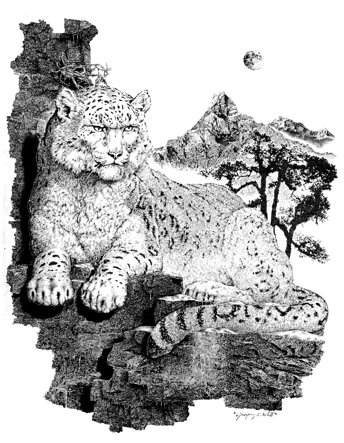The Snow Leopard Drawing in Original Fine Art Pen and Ink Illustration